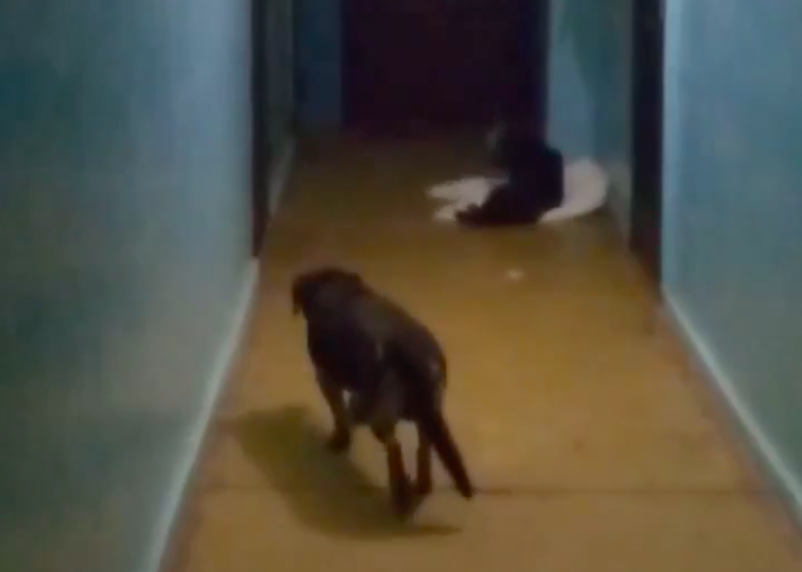 Смоляне жалуются на соседку, которая превратила подъезд в ночлежку для собак