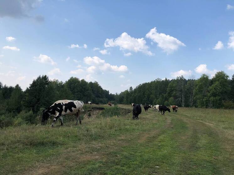 Замглавы сельского поселения оштрафовали в Томской области за игнорирование обращений граждан