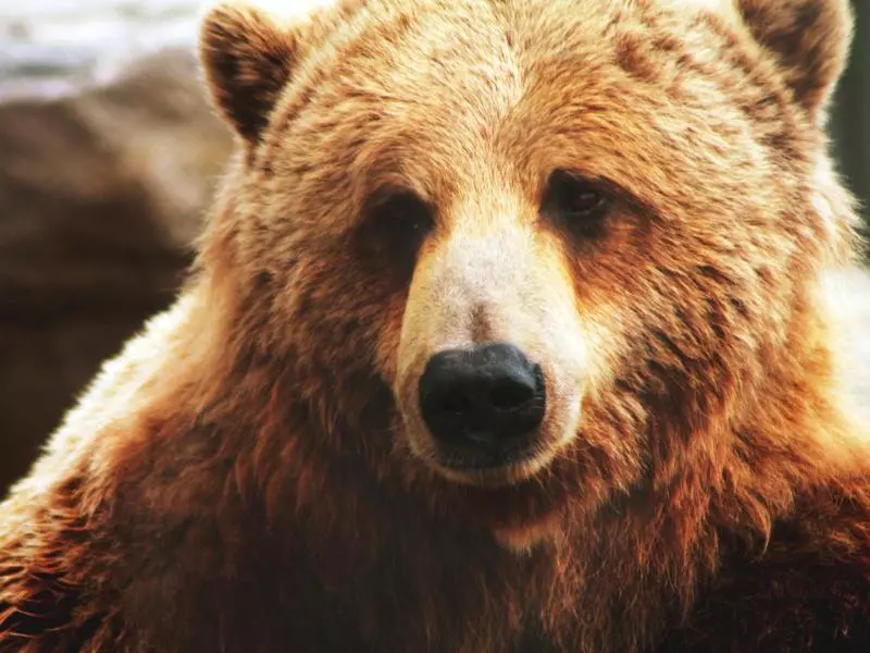 Две жалобы на то, что по Заельцовскому бору бродит медведь, поступили в минприроды Новосибирской области.