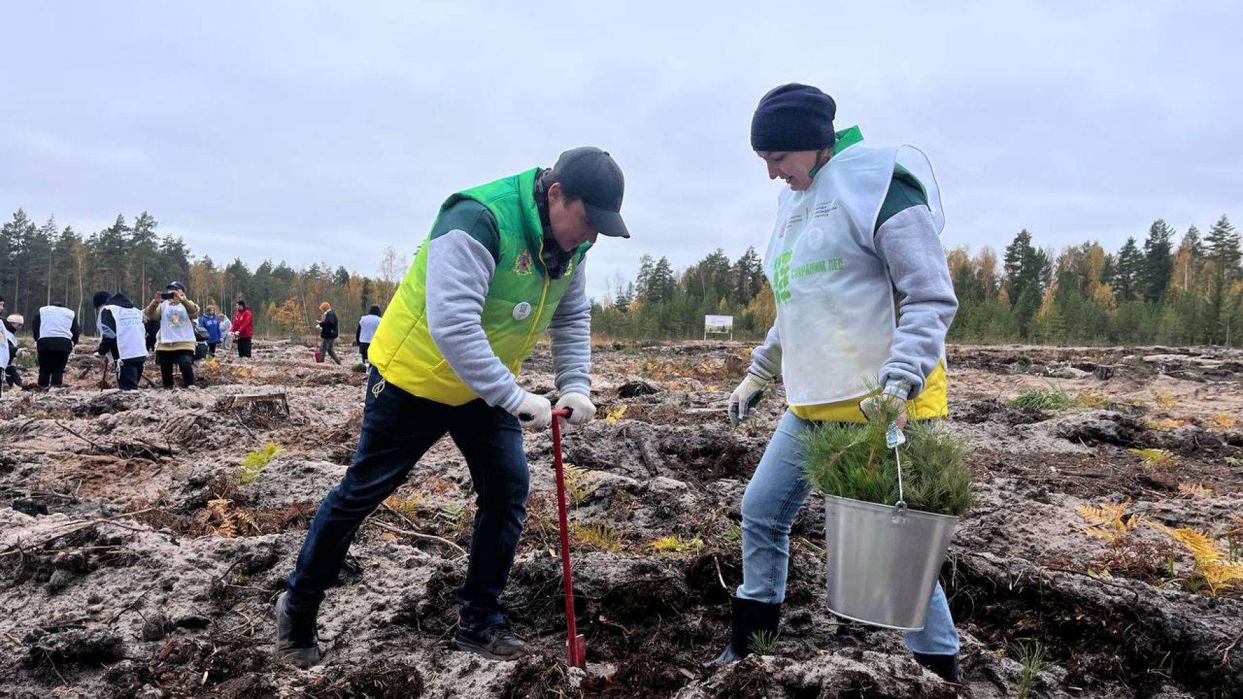 Более 300 тысяч деревьев высадили в Нижегородской области в рамках акции «Сохраним лес» 2024 года