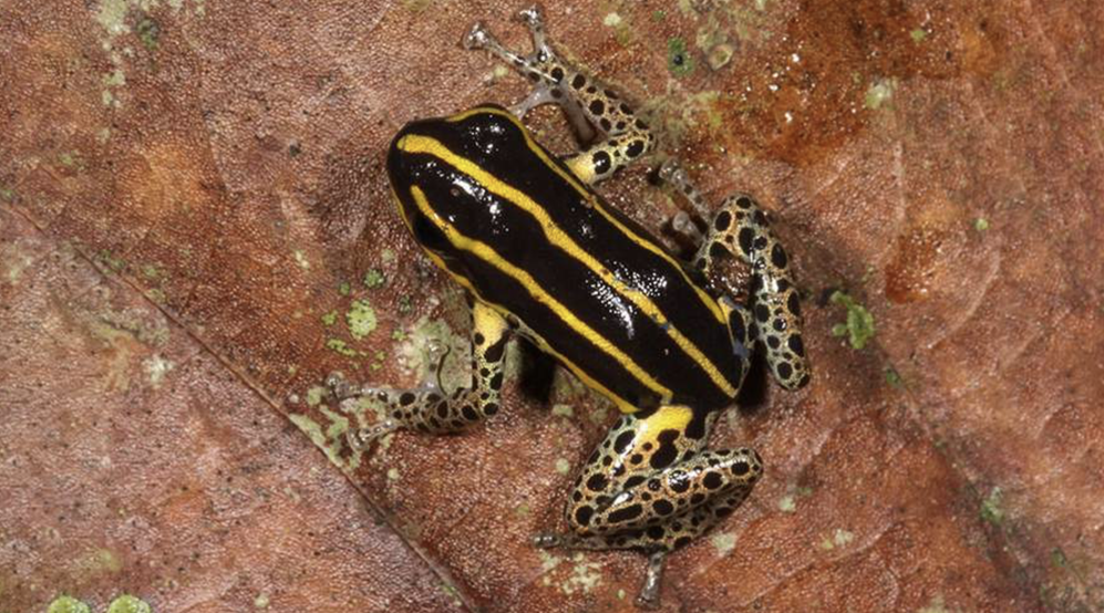 Ученые нашли новый вид ядовитой лягушки