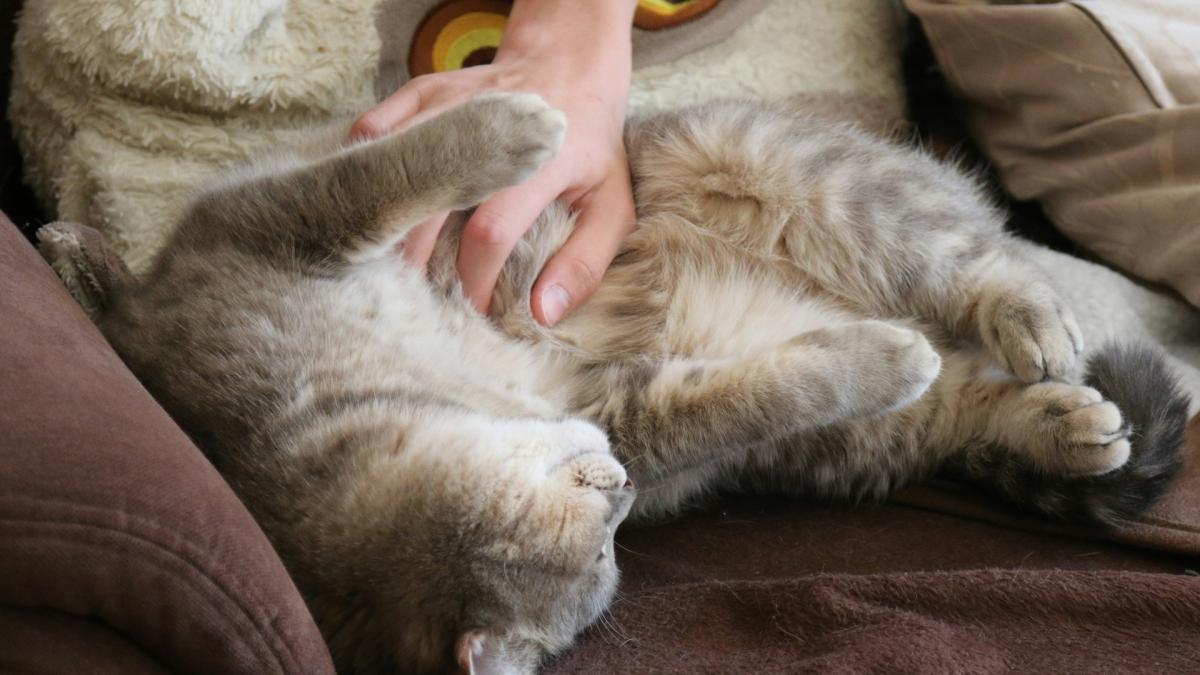 Рука гладит кошку