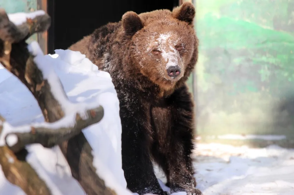 Фото Бурые медведи Ляля и Балу из нижегородского зоопарка вышли из зимней спячки - Новости Живем в Нижнем