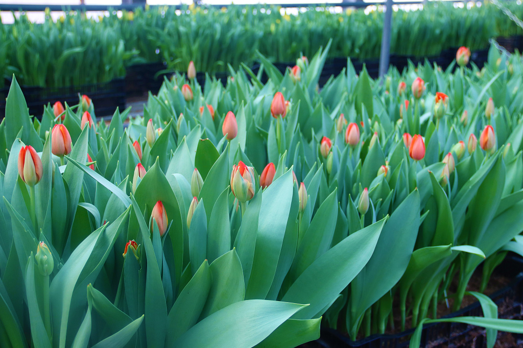 Сергей Кравчук: более 30 тысяч тюльпанов высажены в хабаровских теплицах к 8 Марта