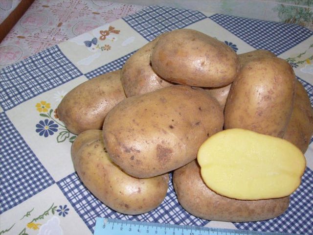 Лучшие сорта картофеля для Южного и Среднего Урала: семенного, новые, отзывы