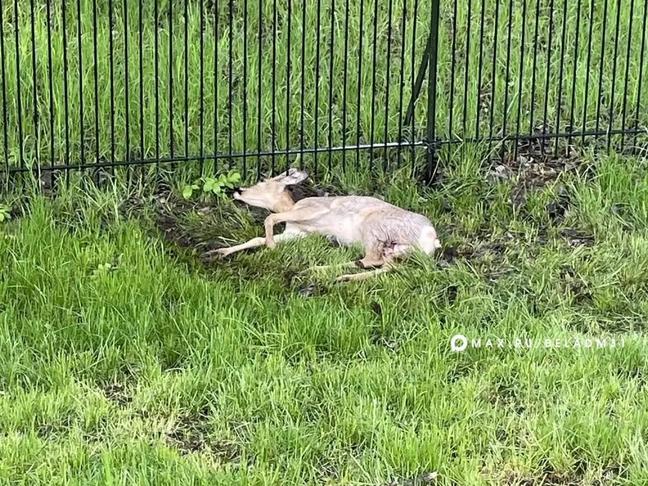 На пляже в Белгороде спасли раненую косулю - Изображение 1