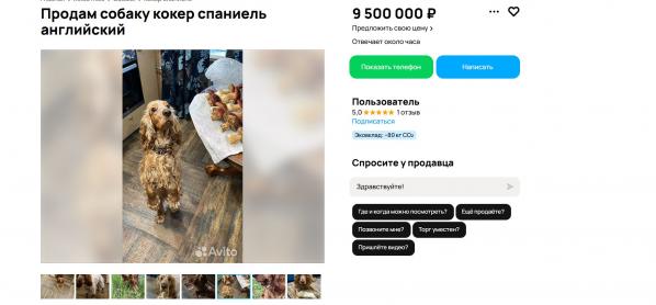 В Екатеринбурге на продажу выставили собаку по цене квартиры - Фото 2