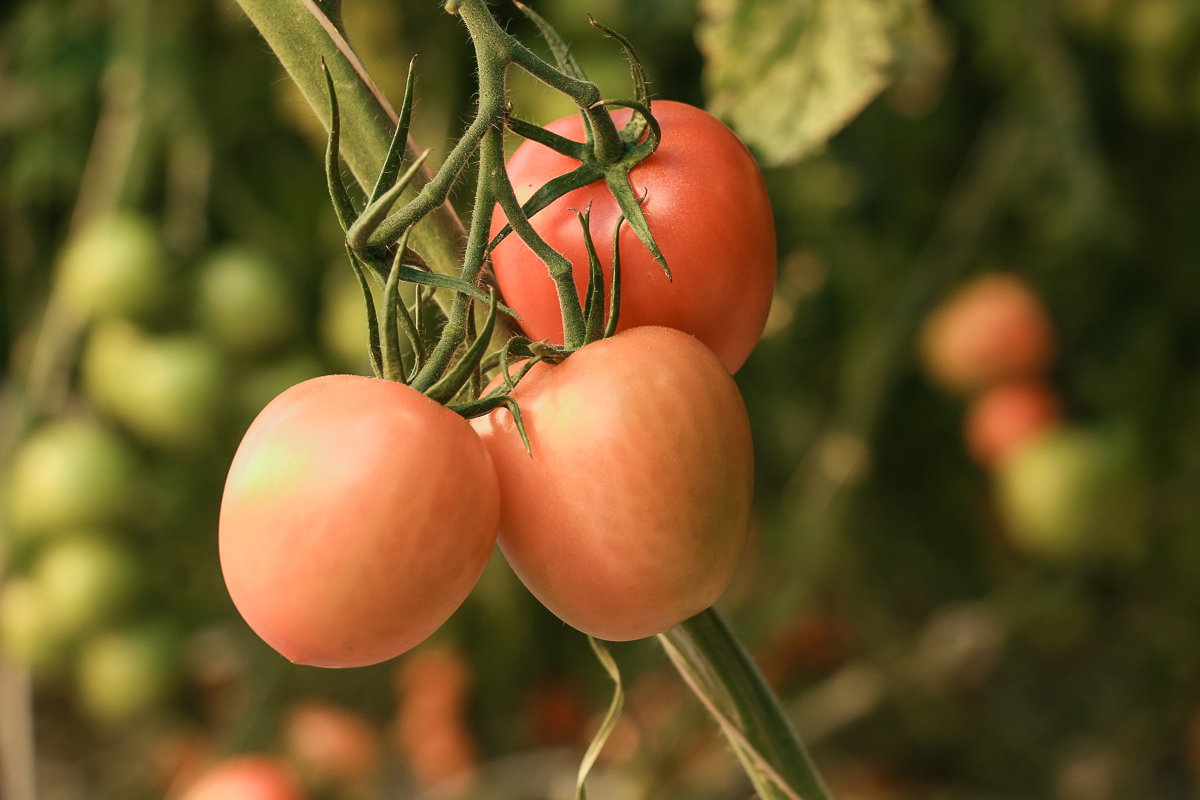 Семена томатов рязань. Рязанские помидоры. Рязанские овощи тепличный комплекс. Ветер перемен Рязань овощи.