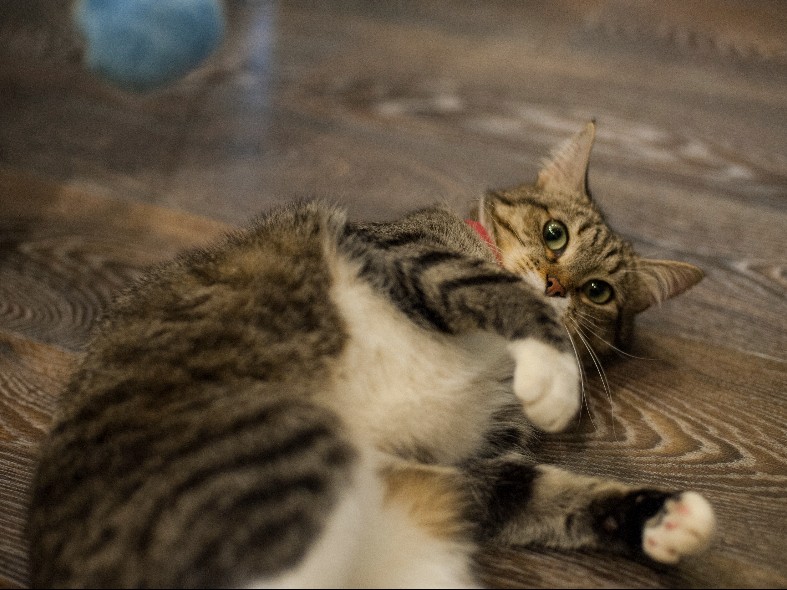 В Подмосковье открыли онлайн-регистрацию собак и кошек: как оформить через «Добродел» и что важно учесть владельцам