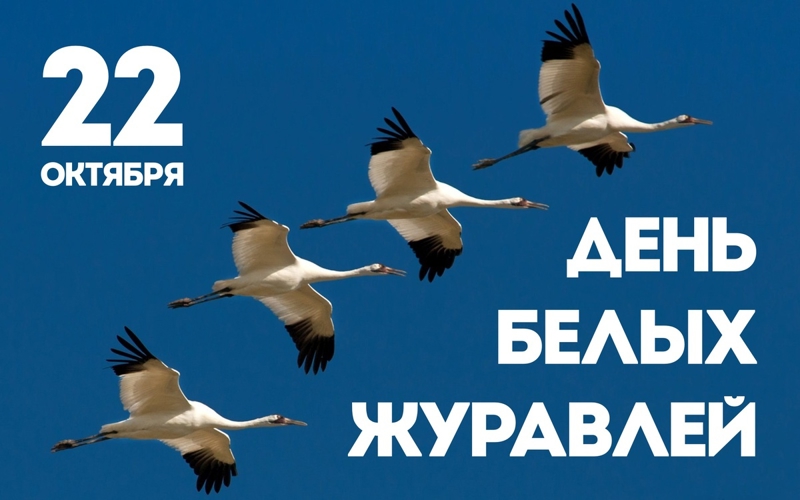 22 октября – День белых журавлей