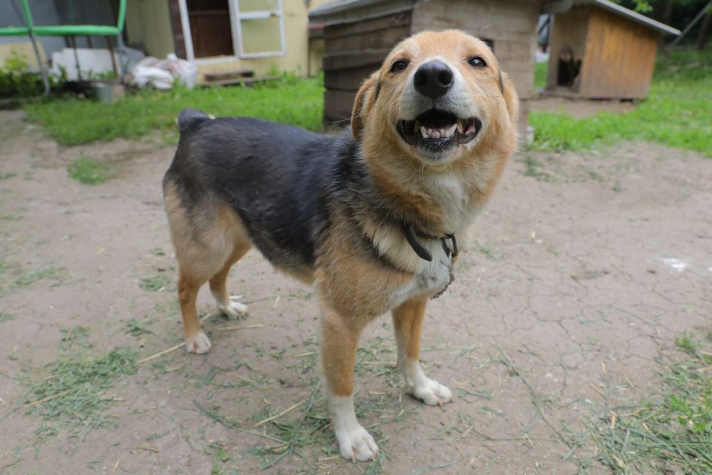 армавир приют для животных. приют для животных старый оскол. приют для животных в медвежьегорске. приют на московском тольятти. приют для животных тольятти добрый след.