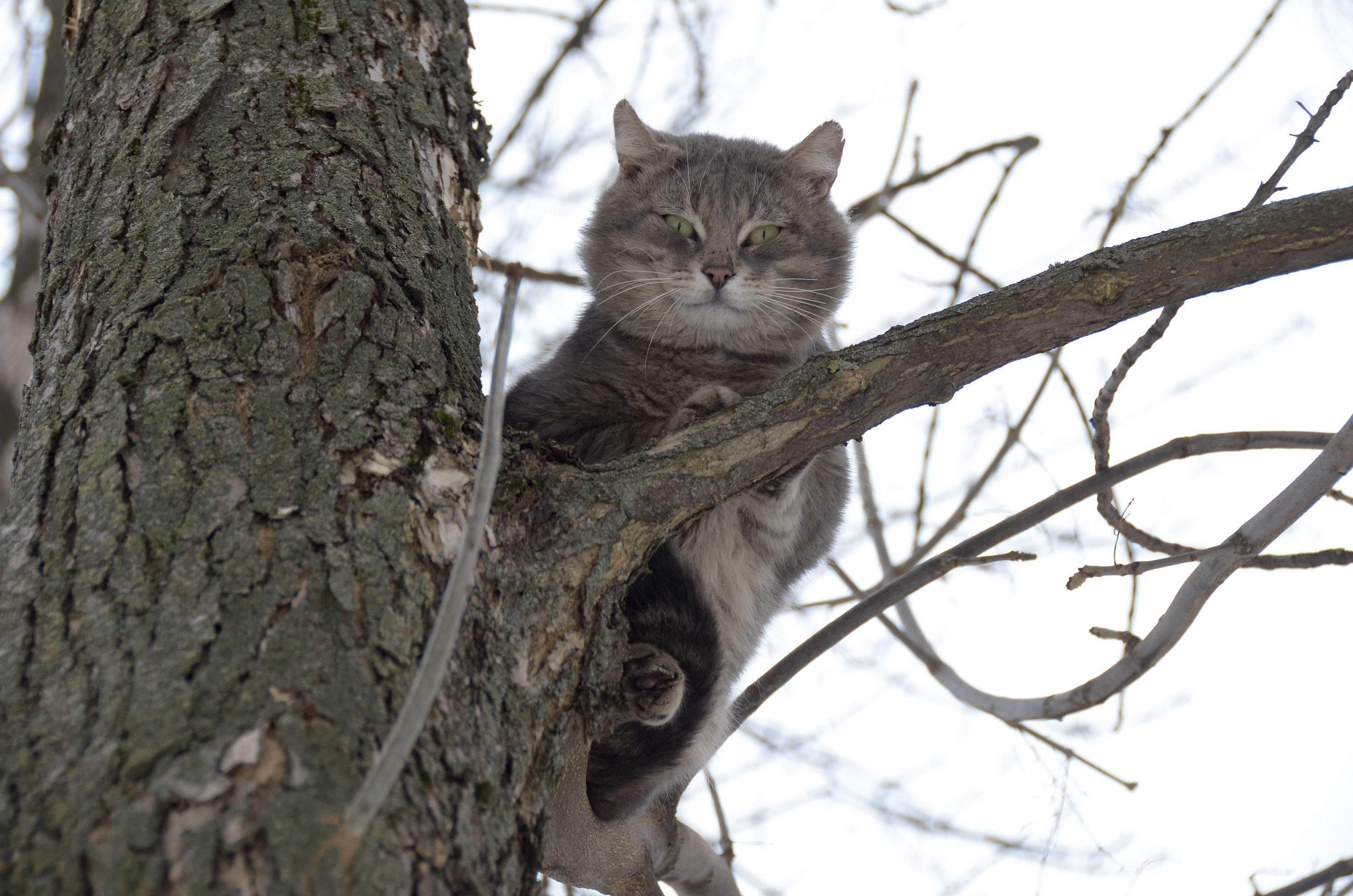 Сле ть. Кошки на дереве. Коты лазают по деревьям. Серая кошка на дереве. Кот карабкается на дерево.