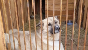 Количество отлавливаемых собак без владельцев в столице Камчатки увеличат вдвое