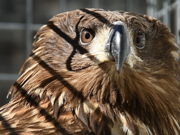 В Волгоградской области журналисты помогли спасти краснокнижного орлана