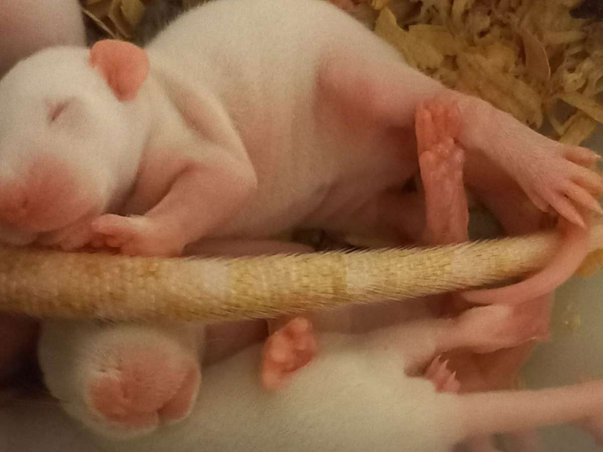 Нижегородские ученые испытают на крысах препарат, способный победить диабет