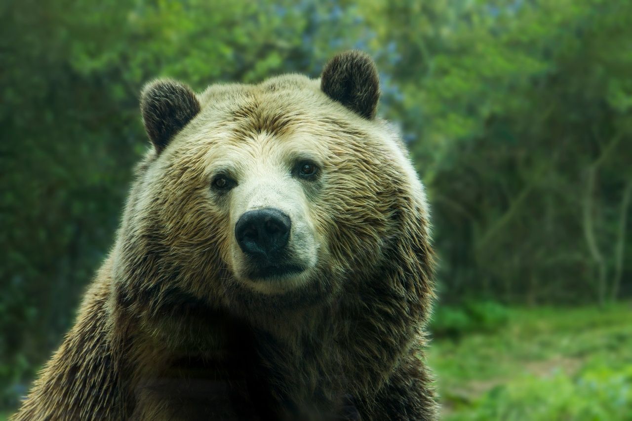 Медведь устроил погром при попытке напасть на курятник в Сахалинской области