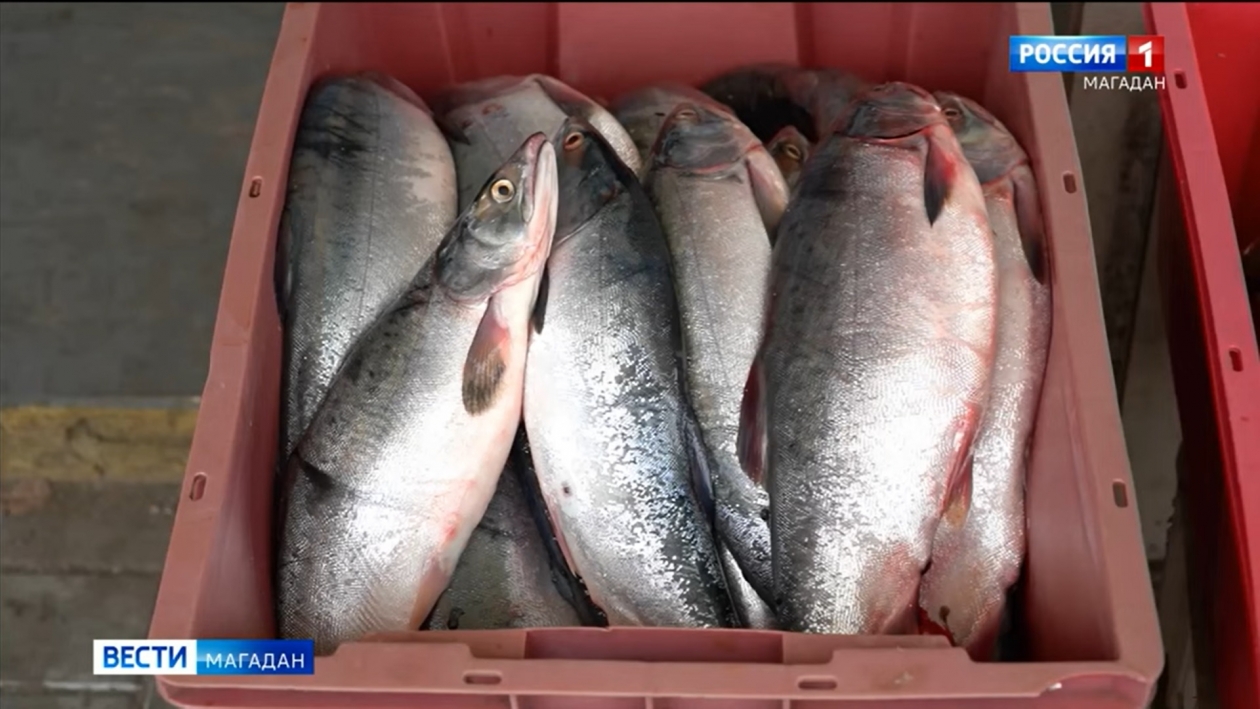 How to choose fish without helminths? 