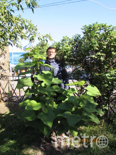 За последние 6 лет Дмитрий Суслов высадил более 100 деревьев в своём районе.