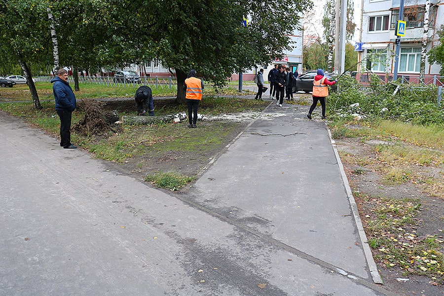 Брянск новости фото. Непогода во дворе. Новости Брянска. Съёмки во дворе. Дерево ЧС.