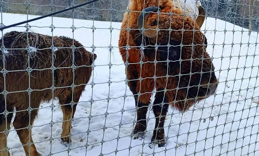 Можайский сафари парк