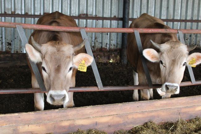 Прокуратура пресекла нарушения ветеринарного законодательства, допущенные на сельхозпредприятии