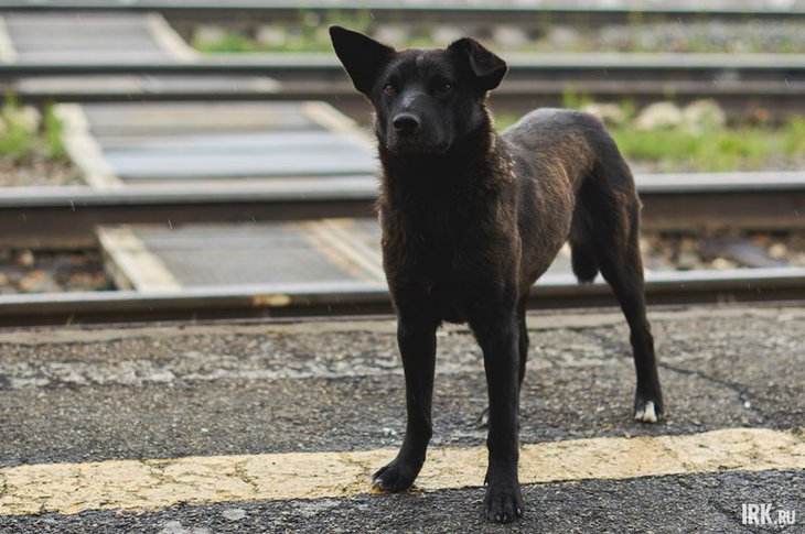 Собака. Фото Маргариты Романовой, IRK.ru