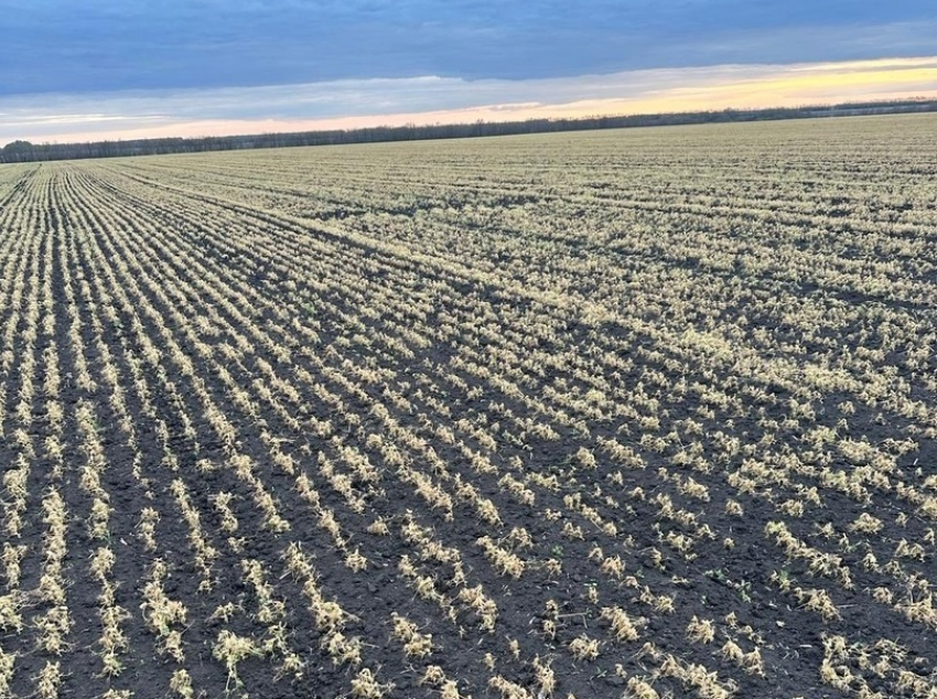 Почти 28 тысяч гектаров посевов вымерзло в Новохоперском районе в начале мая