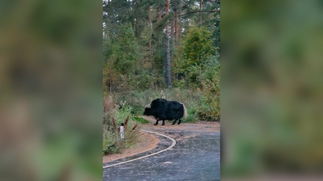 Под Петербургом заметили дикого яка