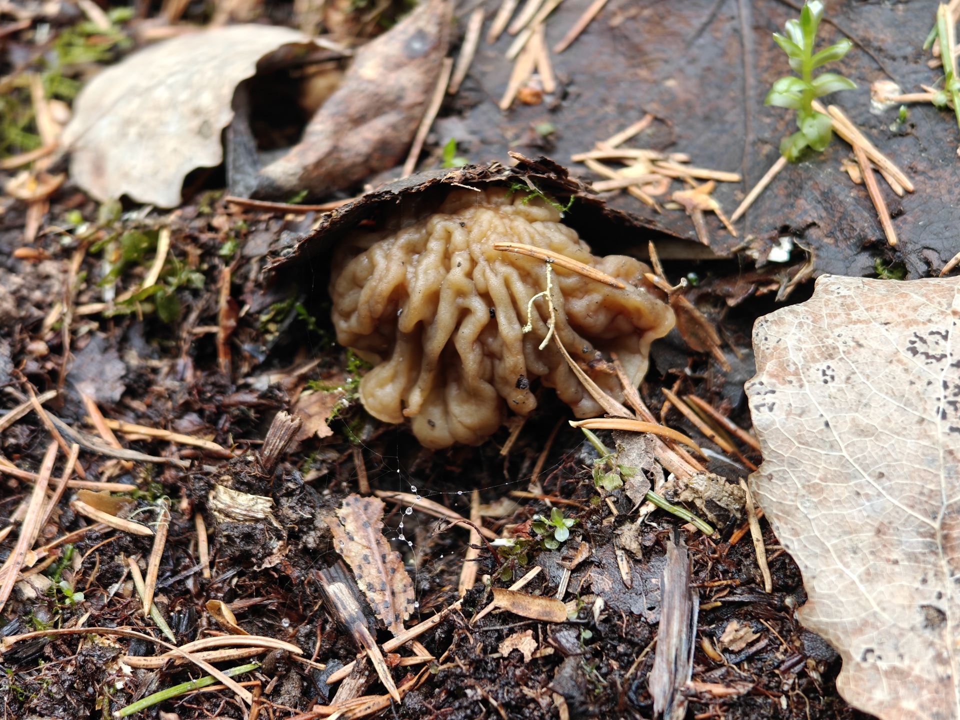 smorchkovaya-schapochka-horoscho-pryachetsya.jpg