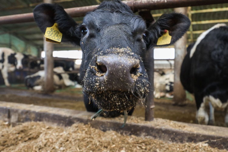 В 2024 году в Республику Татарстан из Европы было завезено всего 760 голов импортного крупного рогатого скота молочного направления