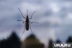 Усталость из-за Чикунгуньи может сохраняться длительное время