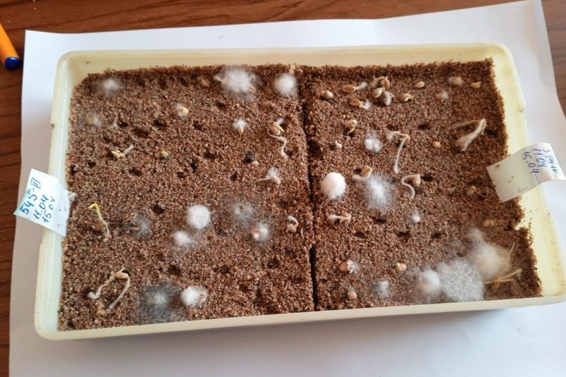 Образцы семян пшеницы Приморская межобластная ветеринарная лаборатория