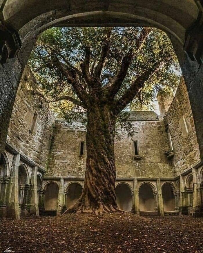 1. Прекрасное дерево, превратившее заброшенное место в таинственный сад, Ирландия
