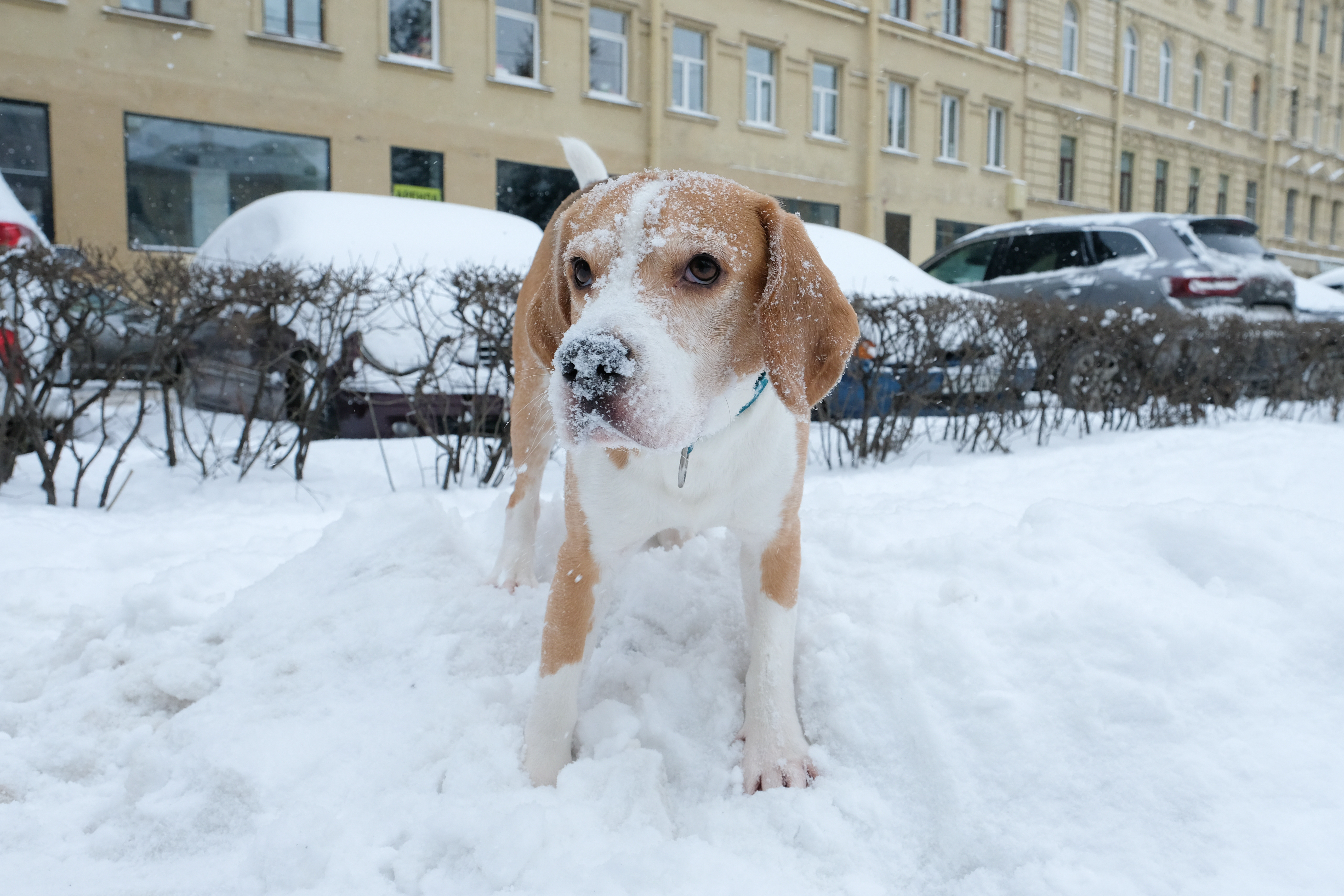 Не возвращено хозяину. Собака за 150 тысяч. Собака за 250 тысяч рублей. Собака за 5-6 тысяч рублей. Фото человека выгуливающего собаку в сквере по вновь выпавшему снегу.