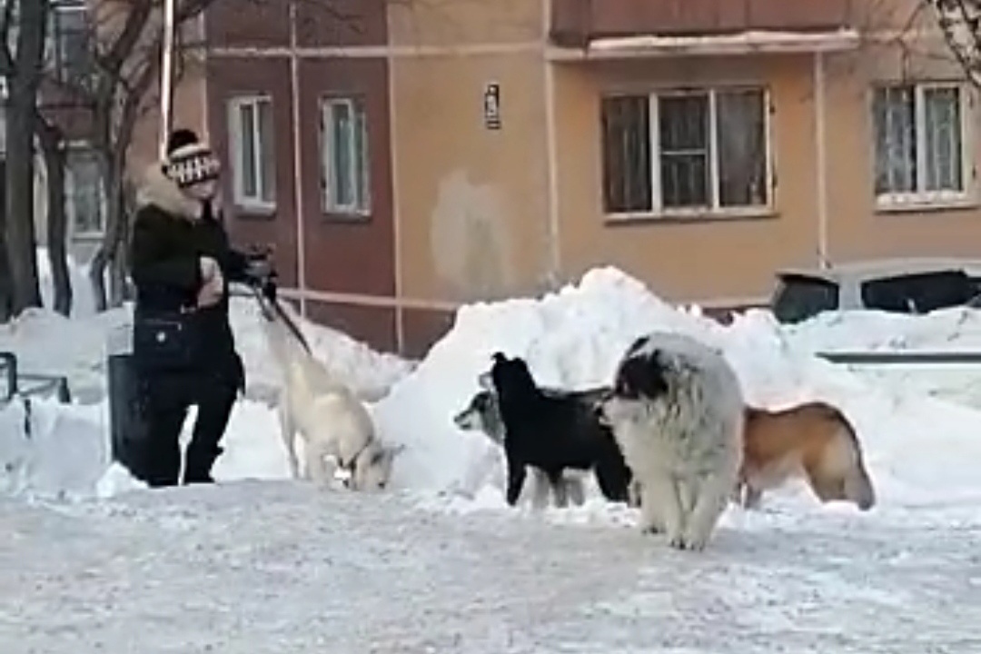 Собаки нападают на прохожих. Бродячие собаки нападают. Собаки нападают на прохожих. Собаки нападают на прохожих. Московская область стрельба.