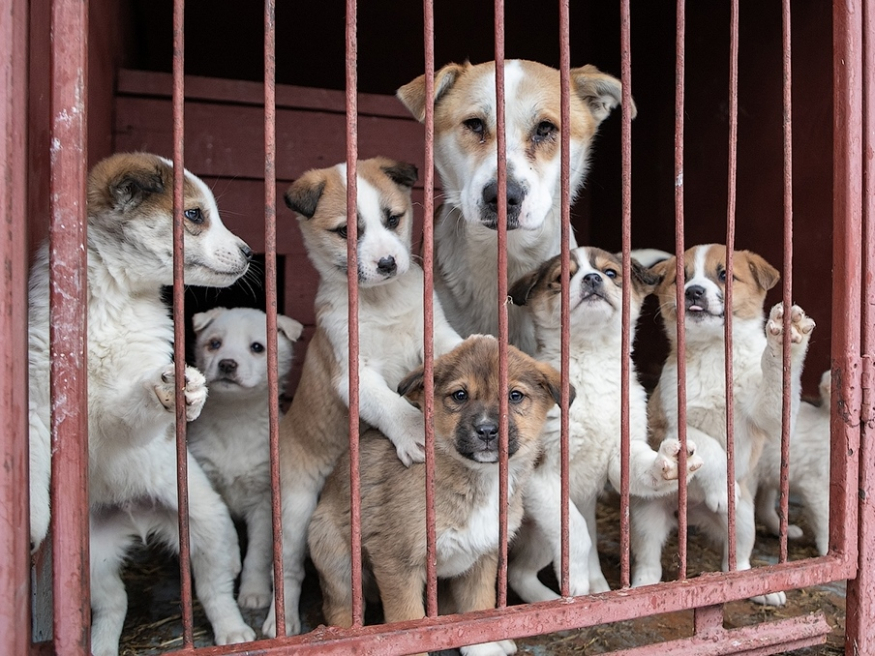 Приют для животных любимец тула. Любимец приют для животных в туле. Приют для животных любимец тула. Приют для собак в туле любимец. Бездомные собаки.