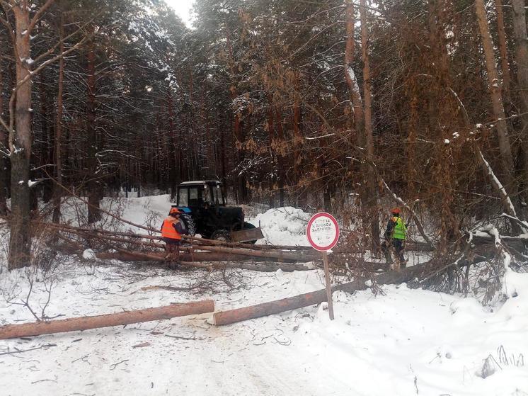 Вдоль шоссе Ленточный бор в Барнауле начали вырубать деревья