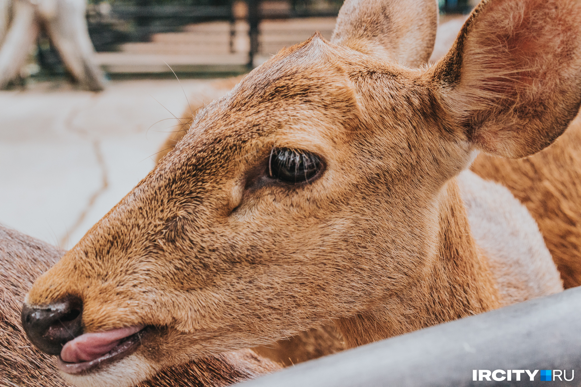 Олени-лира обитают в зоопарке Кхао Кхео. Их можно гладить, кормить и сделать с ними фото