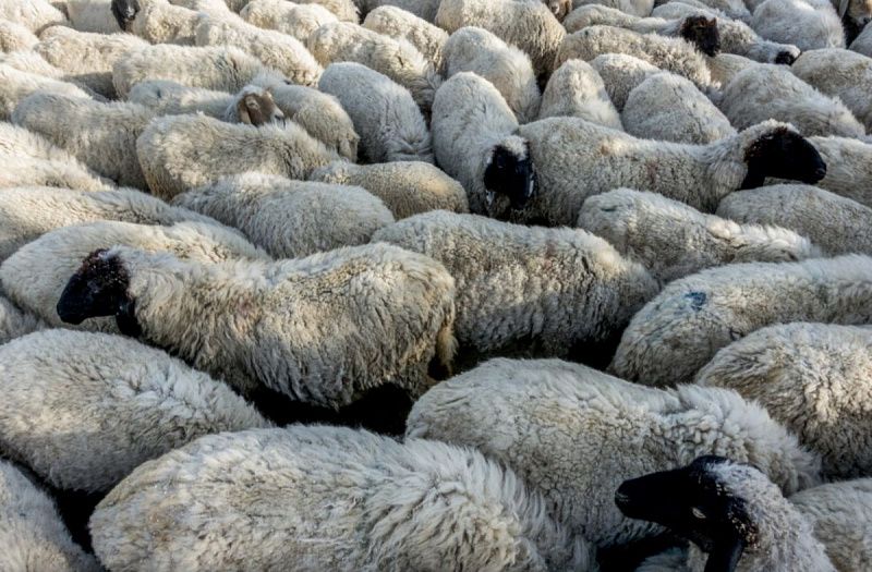 В Туве снижается поголовье крупного и мелкого рогатого скота