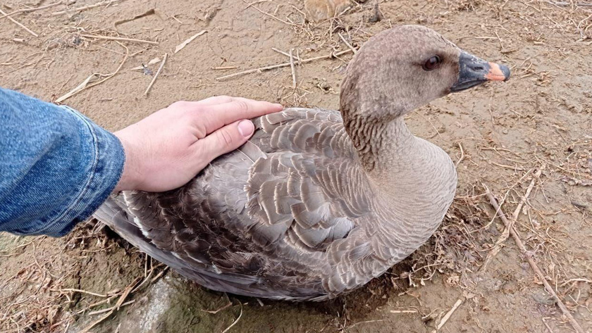 Гуси спасли рим. Гуси спасли рим. Спасенный гусями 3. Гусь известно птица важная и рассудительная. Гуси спасли рим легенда.