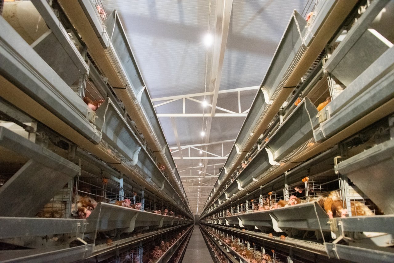 птицефабрика Харабалинская