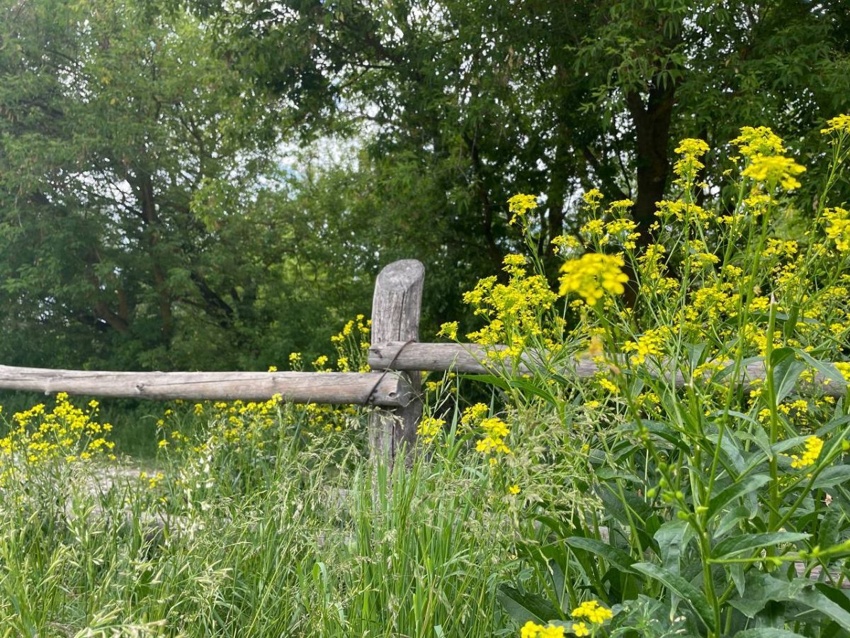 Содержание дачи в Воронеже: из чего складываются тарифы и почему растут взносы