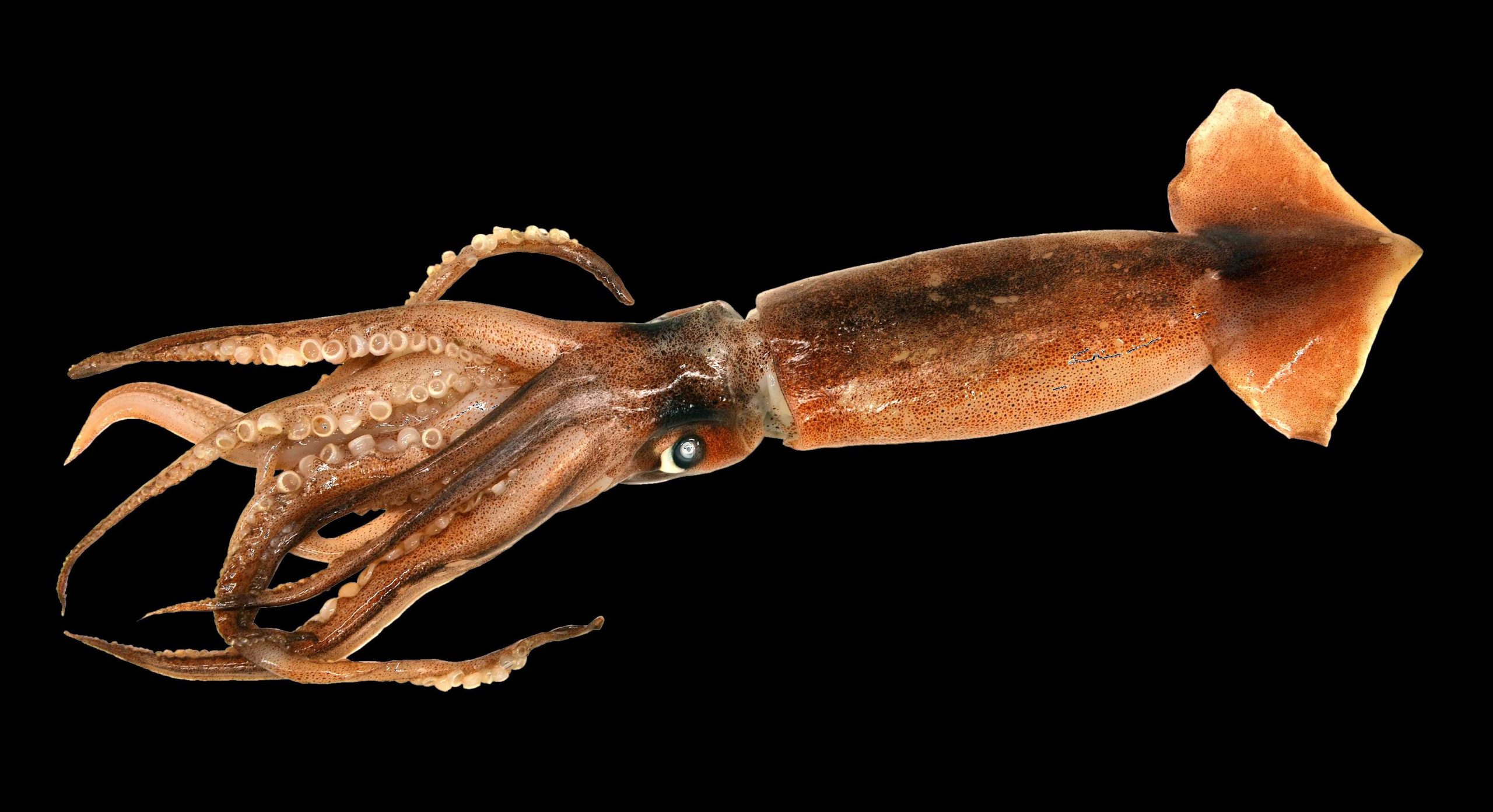Cells of the person can be grown up from protein of a squid.