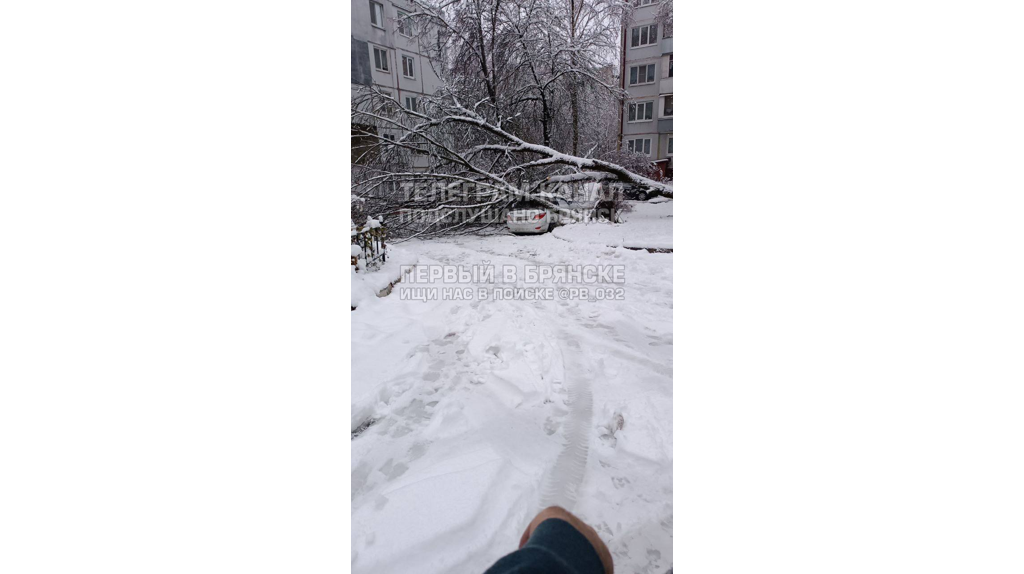 Упавшие деревья: брянцы делятся фотографиями последствий снегопада