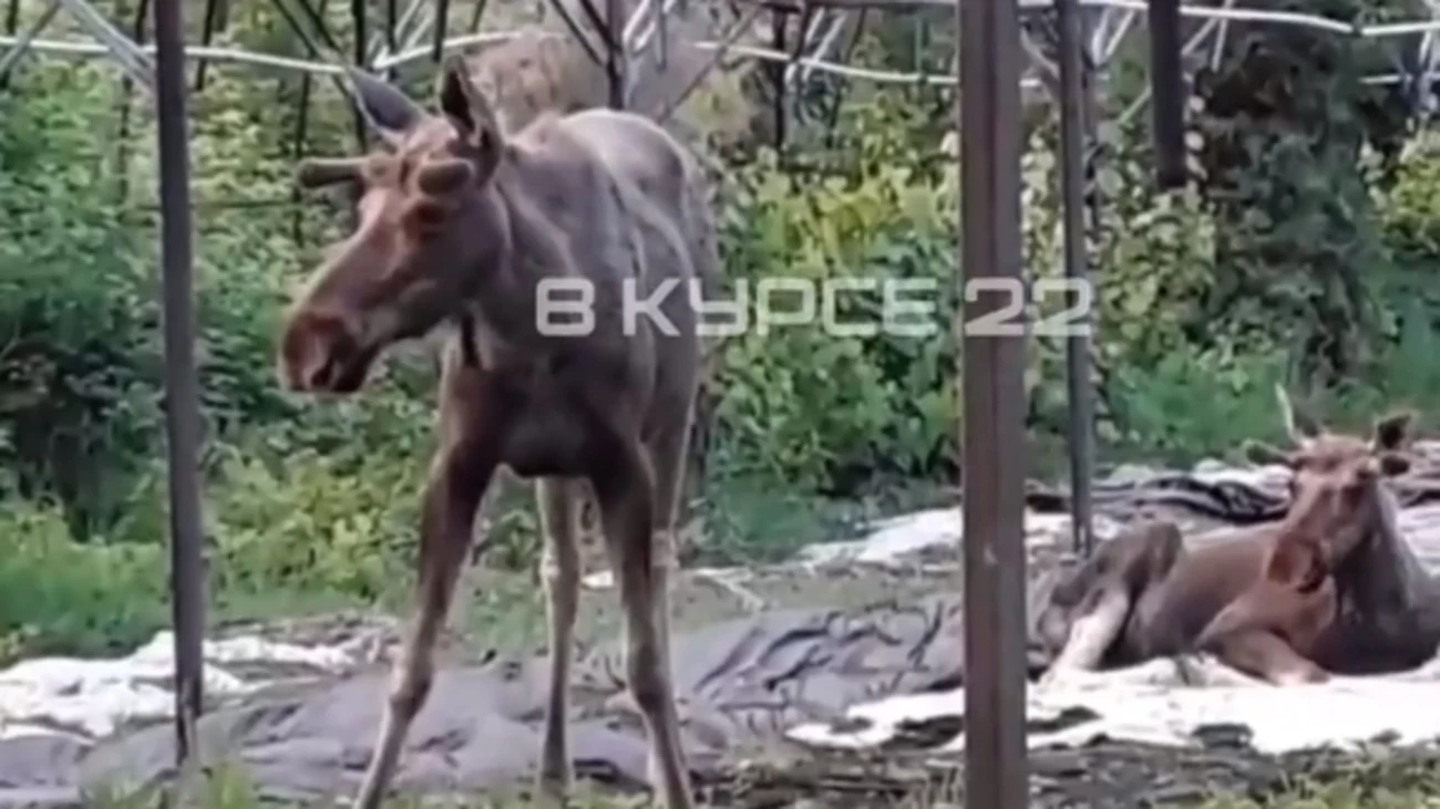 Карта пожаров в алтайском крае