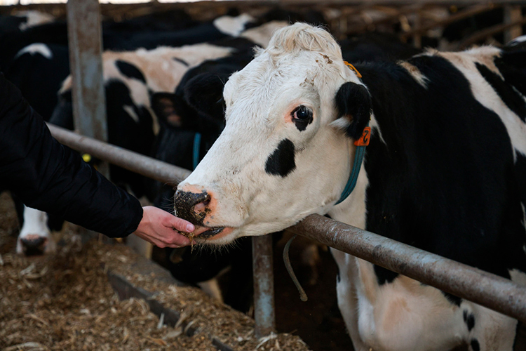 «Август-Агро» вводит в строй «цифровой» молочный комплекс в Кайбицах