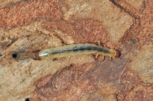 борос Шнайдера (Boros schneideri)