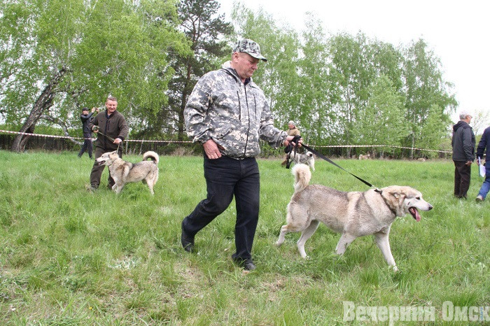 Лайки, борзые и гончие: в Омске прошла выставка охотничьих собак