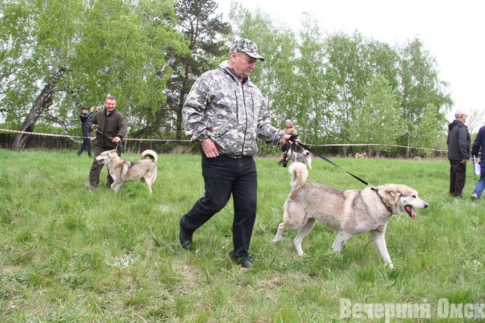 Лайки, борзые и гончие: в Омске прошла выставка охотничьих собак
