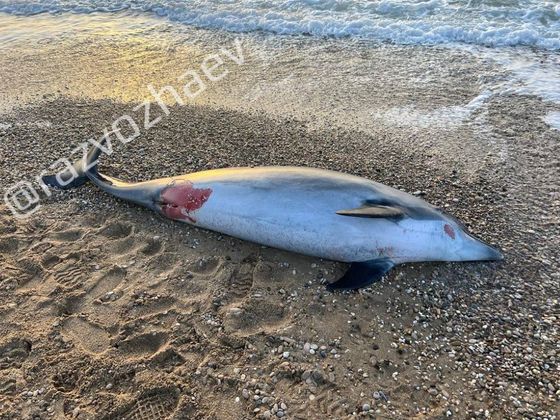 В Севастополе на пляже найден мёртвый дельфин
